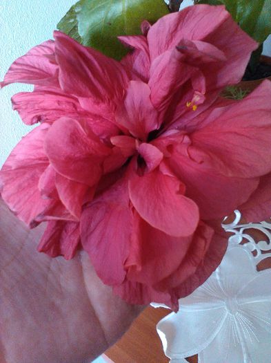 Classic Salmon - HIBISCUS-2015