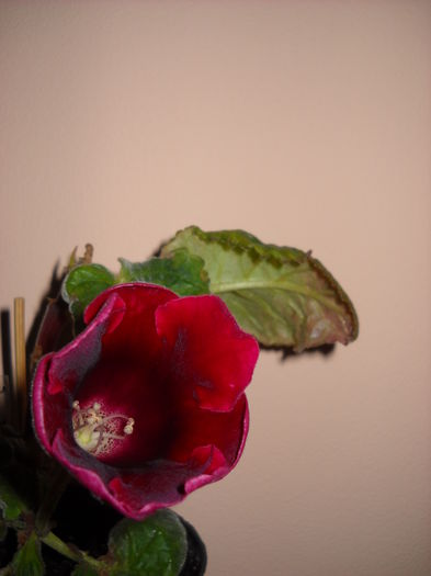 Etoile de feu 07.08.015