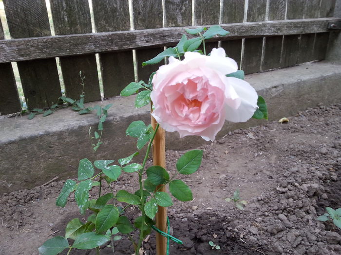 20150811_075232[1] - the wedgwood rose