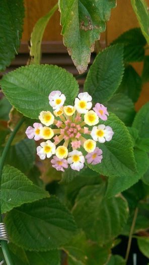 11793420_906685076070027_621689928_n - lantana