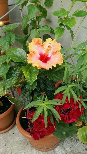 11824031_906685539403314_587106870_n - Hibiscus 2013 2014 2015-2016