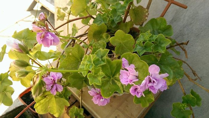 11791609_906685522736649_1379259919_n - Vara 2014-2017