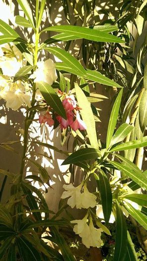 11830055_906685949403273_1005404998_n - Vara 2014-2017