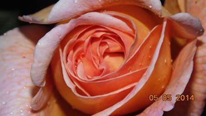 10322687_786346488072354_6707637352595381566_n