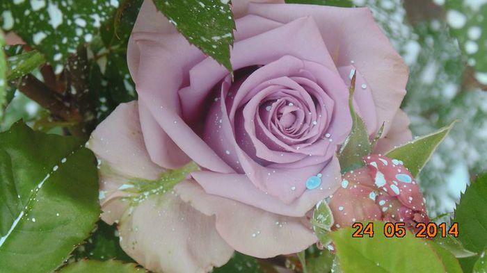 10329276_796841823689487_2176418945236567874_n