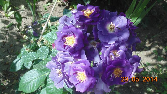 10346207_799733663400303_1324102026099243795_n