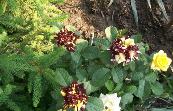 10351672_879388978768104_460855113320447323_n