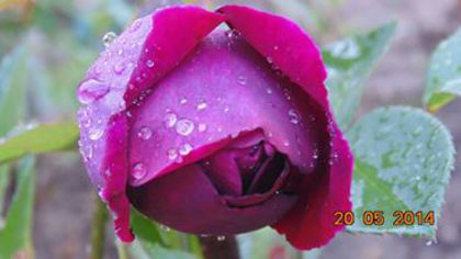 10363485_793855010654835_1397951169213442490_n