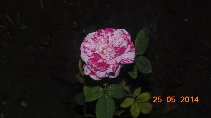 10363987_798035020236834_3446633101183170370_n