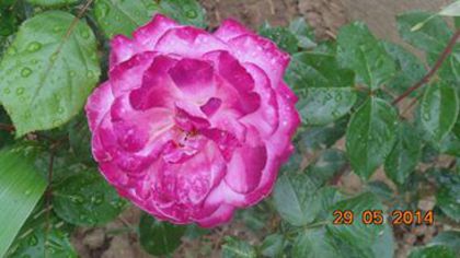 10369198_799733476733655_7140729171485230921_n