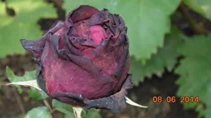 10374939_807187235988279_8372465480213117569_n