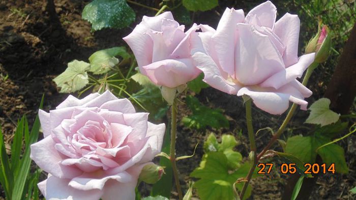 10378133_798035573570112_5059466402243642482_n