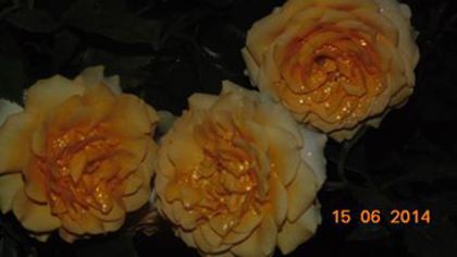 10383644_810679865639016_9049444411370787531_n - 1trandafiri 2014-2015