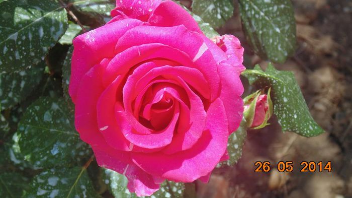 10390170_798035236903479_5714046538059946083_n - 1trandafiri 2014-2015