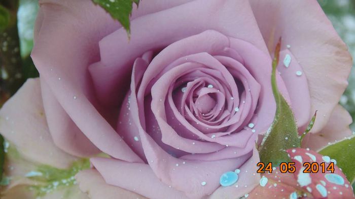 10392442_796842017022801_4194850526184752009_n - 1trandafiri 2014-2015