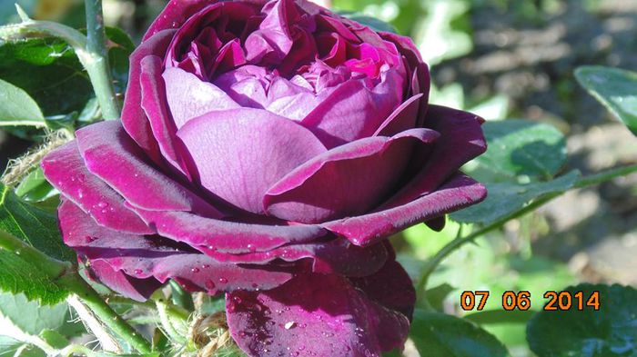 10401980_805009526206050_6978794106786429533_n - 1trandafiri 2014-2015