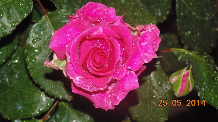 10403592_798034976903505_1808863606276969289_n - 1trandafiri 2014-2015