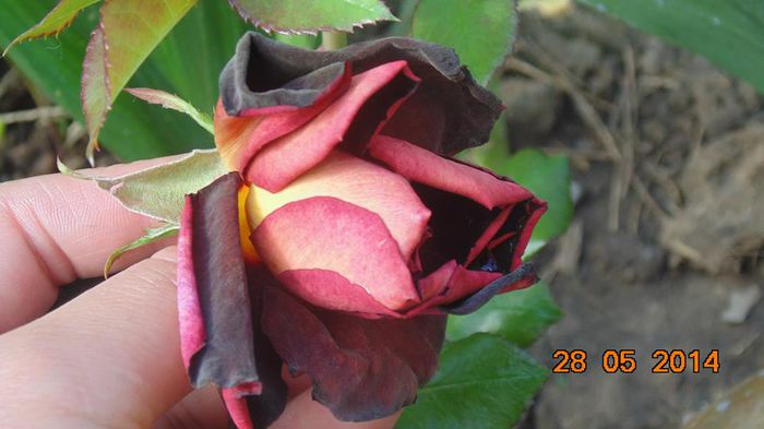 10405267_798527013520968_2579149484538461285_n