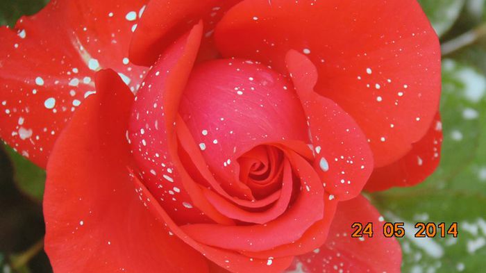 10411352_796842190356117_3405498518878557477_n