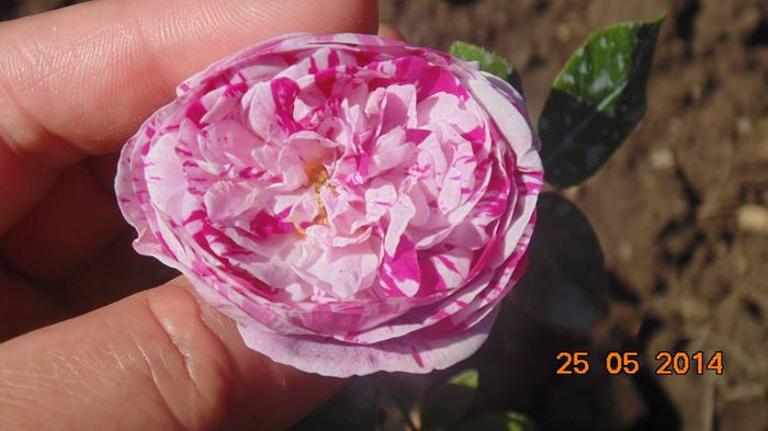 10417697_796843443689325_2827174677166534175_n