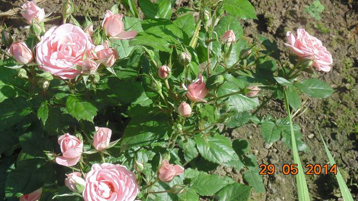 10420070_799731880067148_2171004944519514270_n