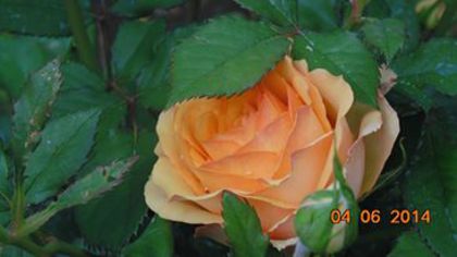 10448252_802873379752998_7058076192835304381_n