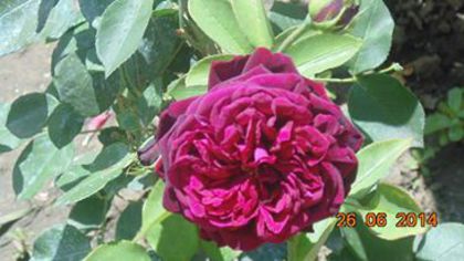 10461658_818021834904819_172110666623366512_n