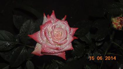 10478174_810679652305704_5768127982582850311_n