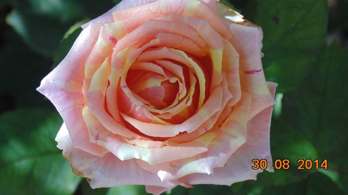 10580011_855600924480243_508689423043005579_n