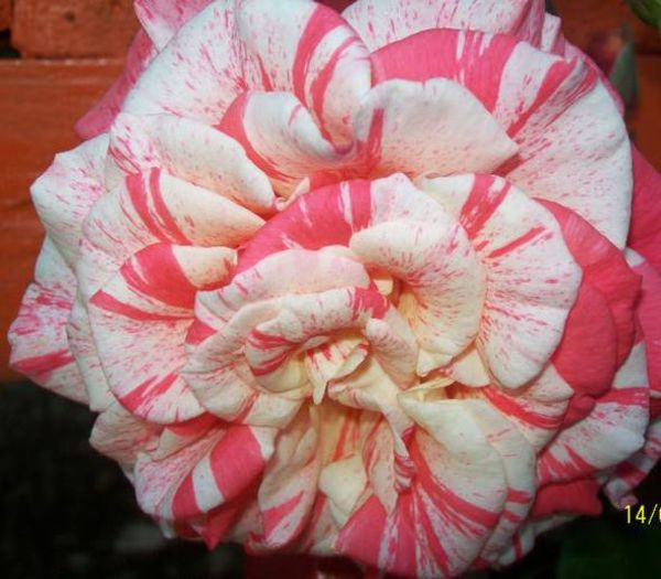 10580252_853150504725285_3506006239352099922_n