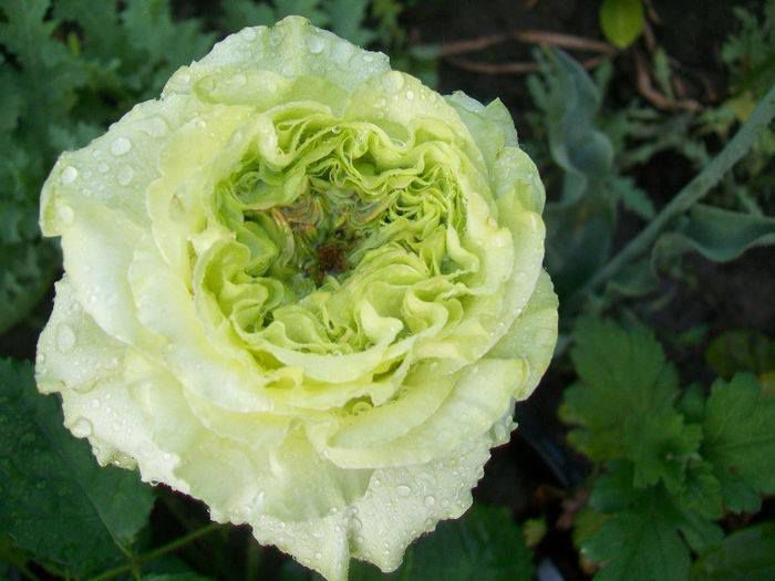 10660338_853150514725284_6381484536716905353_n