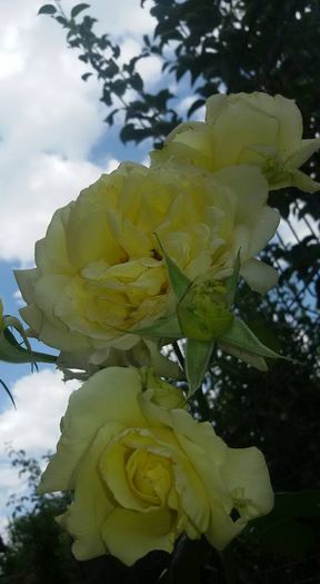 11209681_1029523687087965_7780190771878513653_n