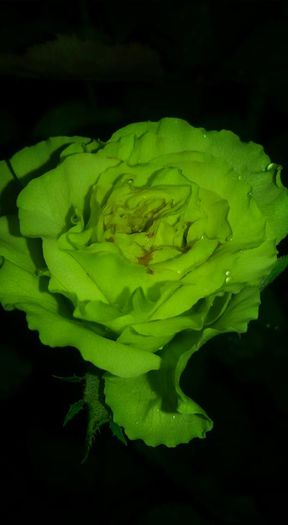 11229902_1034922563214744_4766560875143943319_n