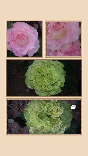 11248807_1034922923214708_6205636878921818701_n