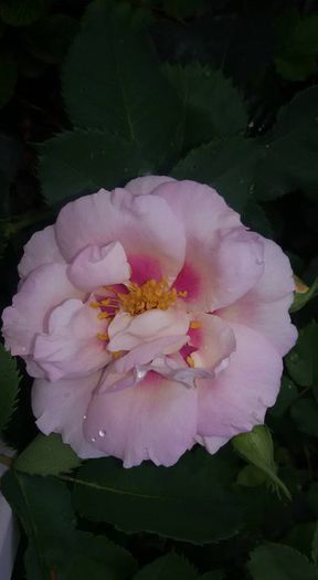 11542120_1034923286548005_6943370167237922035_n