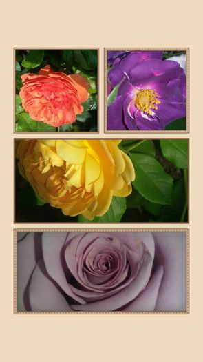 11698637_1034922749881392_6170434924403705480_n