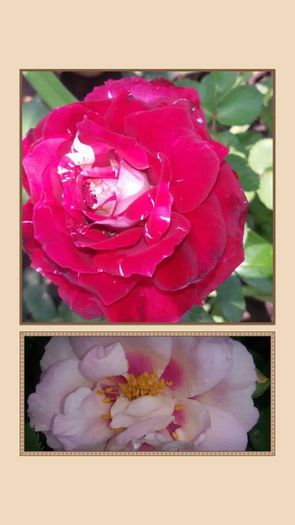 11750700_1034922689881398_5124887700996234947_n