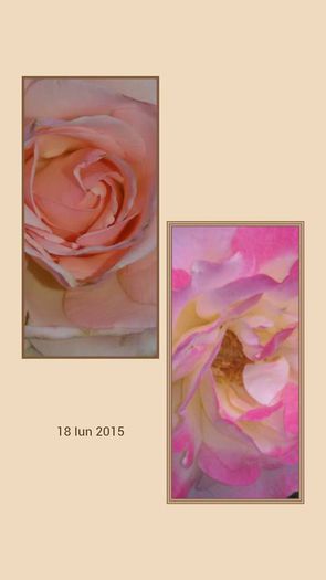 11755725_1034922823214718_1247411042338474022_n