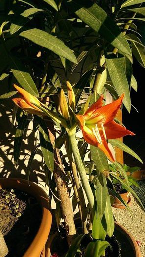 11787439_906685902736611_727975344_n - Vara 2014-2017