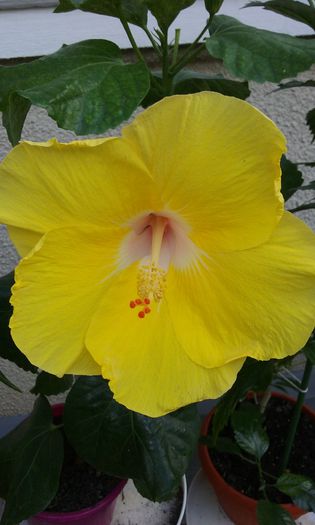 20150809_181202 - HIBISCUSI 2015