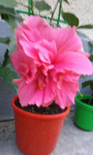 20150810_200758 - Hibi Dianthoides Pink