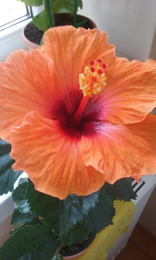 20150807_101544 - Hibiscus Barcelona