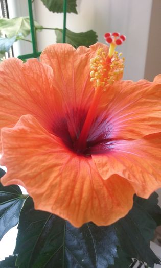 20150807_101549 - Hibiscus Barcelona