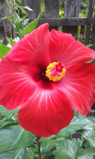 20150811_094814 - Hibiscus Cairo Red