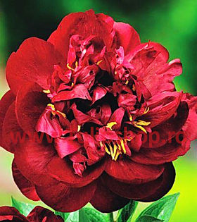 Bulbi Bujor Madame Gaudichau (Paeonia); Marime bulb I . Inaltime 60-90cm. Inflorire aprilie-mai. STOC EPUIZAT!
