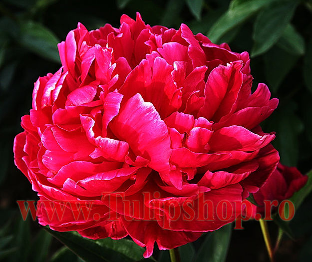 Bulbi Bujor Karl Rosenfield (Paeonia); Marime bulb I . Inaltime 60-80cm. Inflorire aprilie-mai. STOC EPUIZAT!
