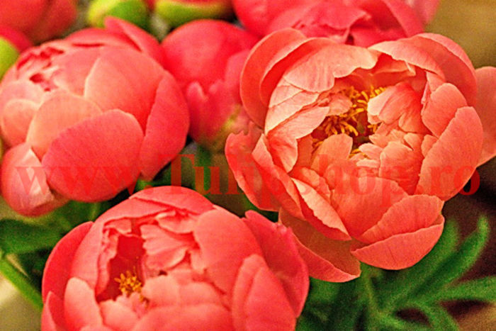 Bulbi Bujor Coral Sunset (Paeonia); Marime bulb I . Inaltime 60-90cm. Inflorire aprilie-mai. STOC EPUIZAT!
