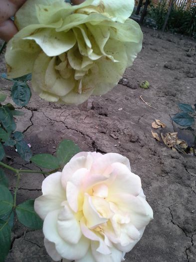  - trandafiri-2