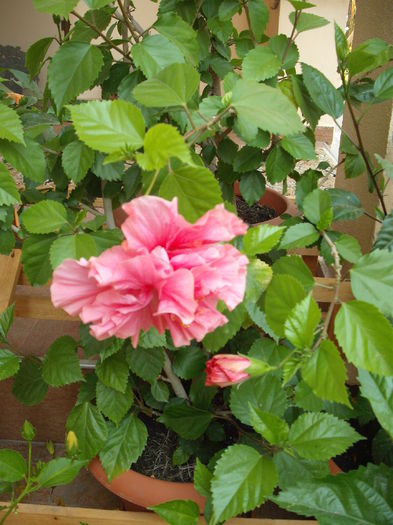DSCF3754