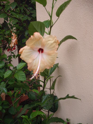 DSCF3998
